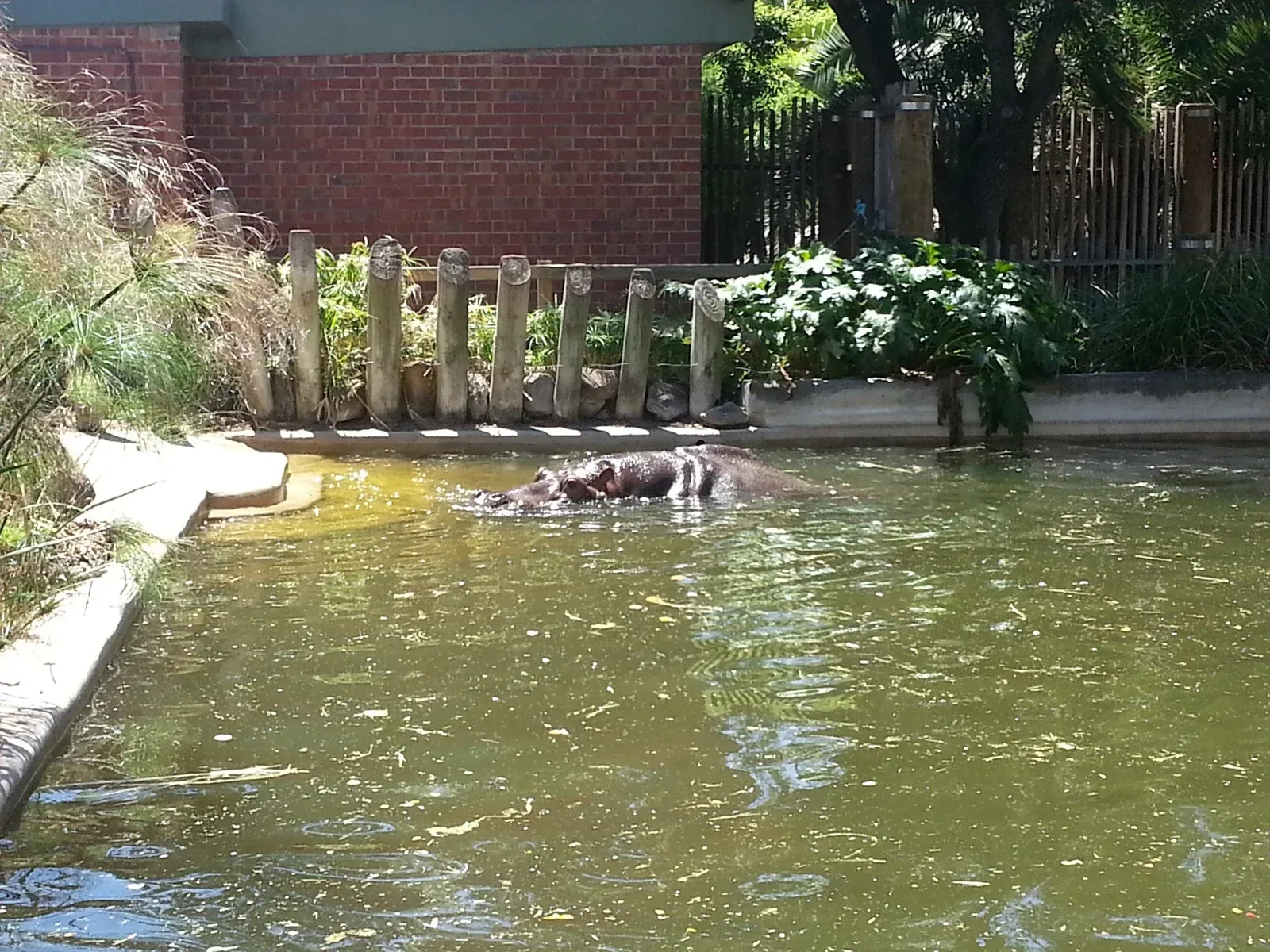 A hippo in Adelaide, December 2012