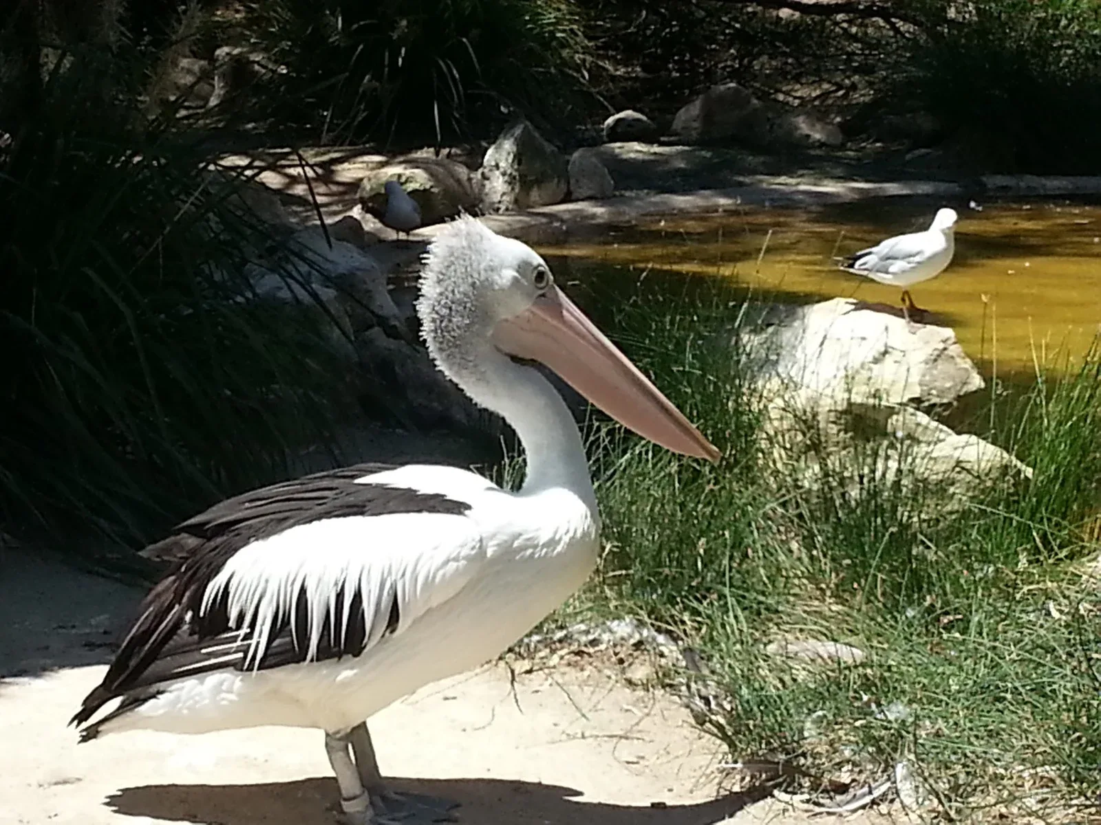 A pelican in Adelaide, December 2012