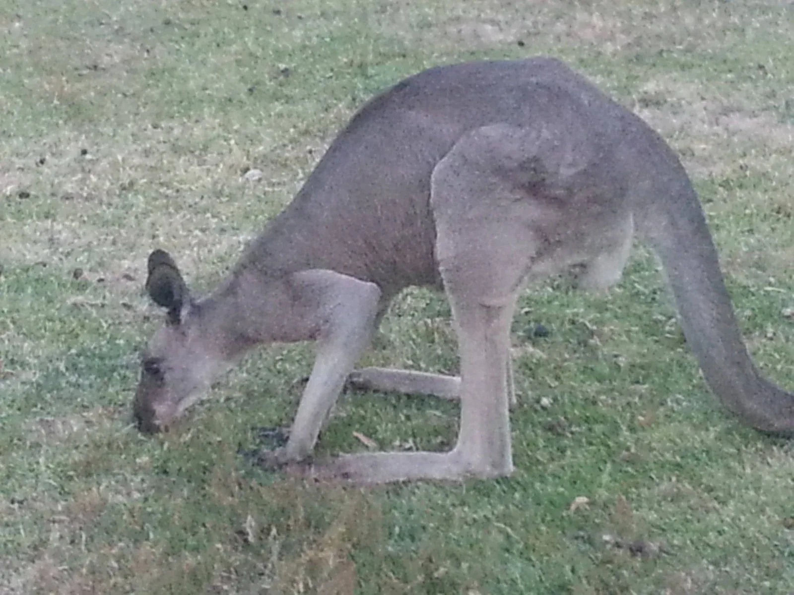A kangaroo grazing, Boxing Day 2012