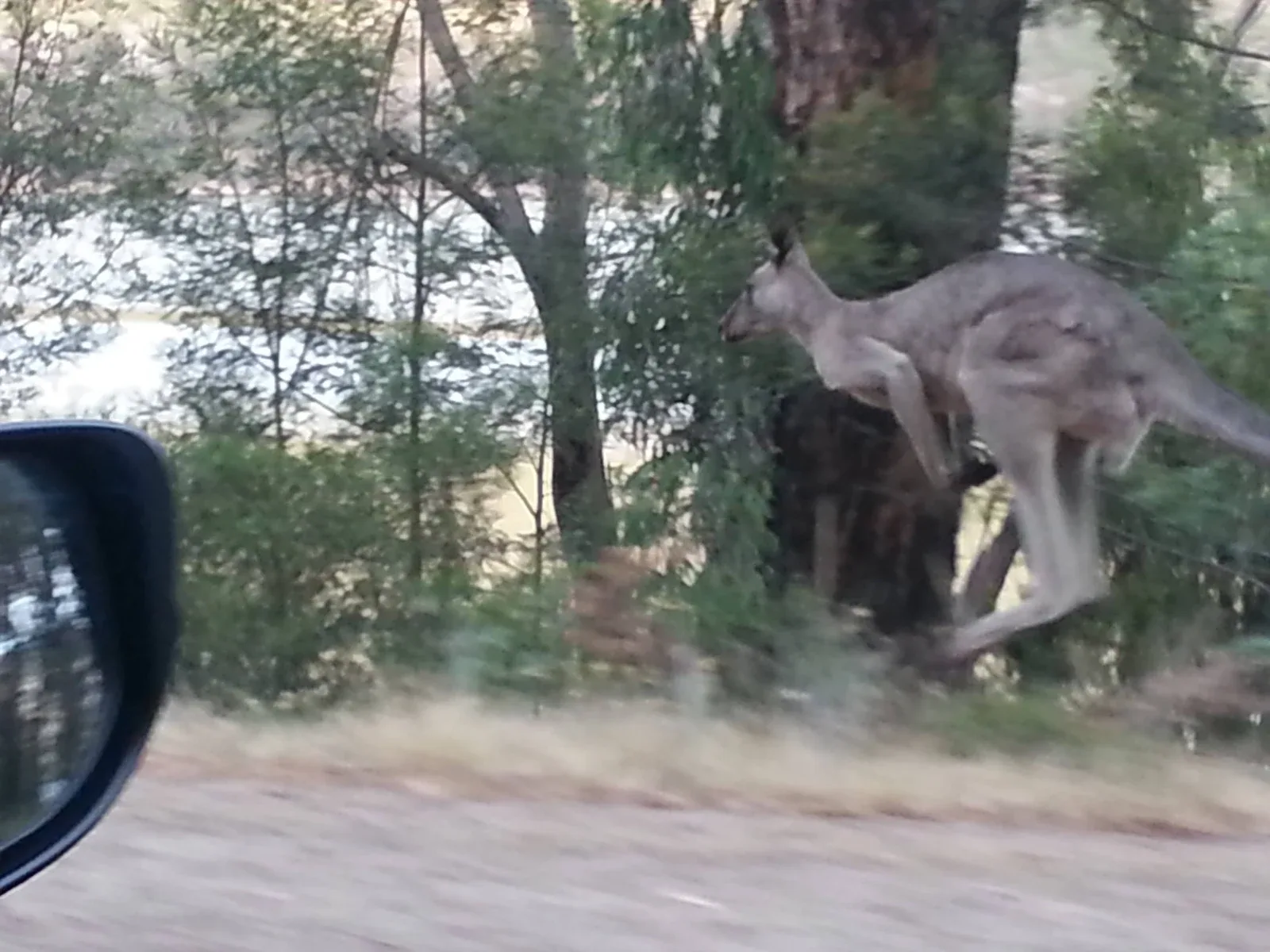 A kangaroo overtaking our car, Boxing Day 2012