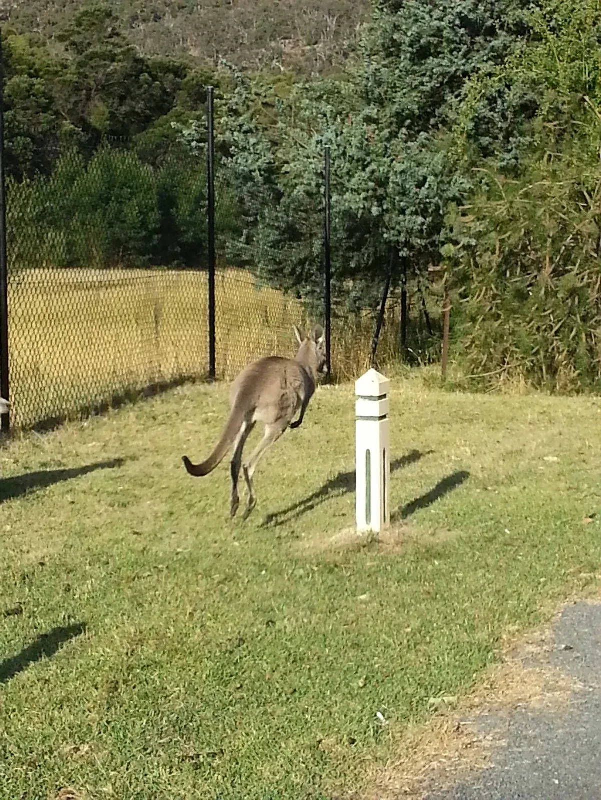 A kangaroo, Boxing Day 2012