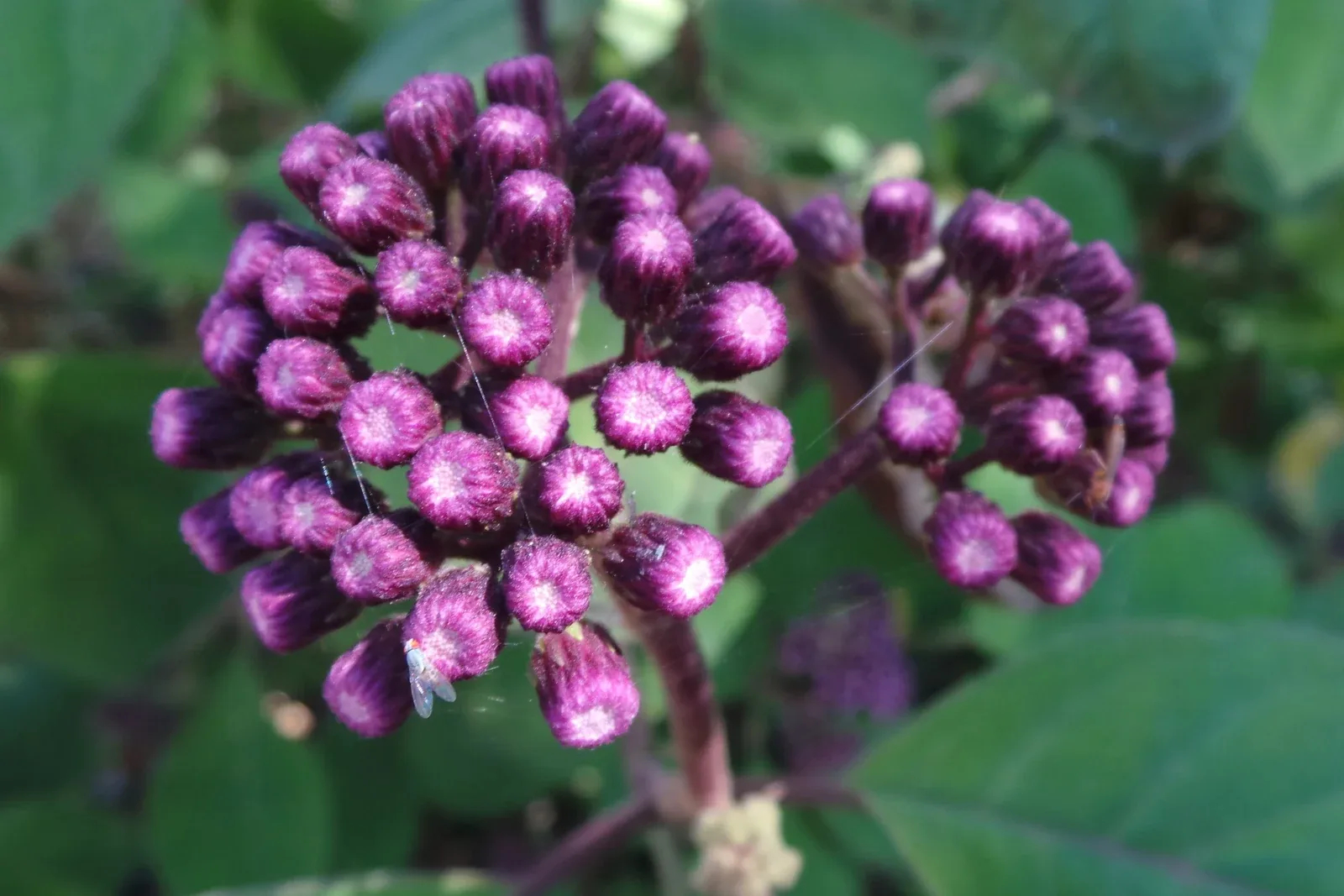 Flowers at Lake Macdonald, September 2017