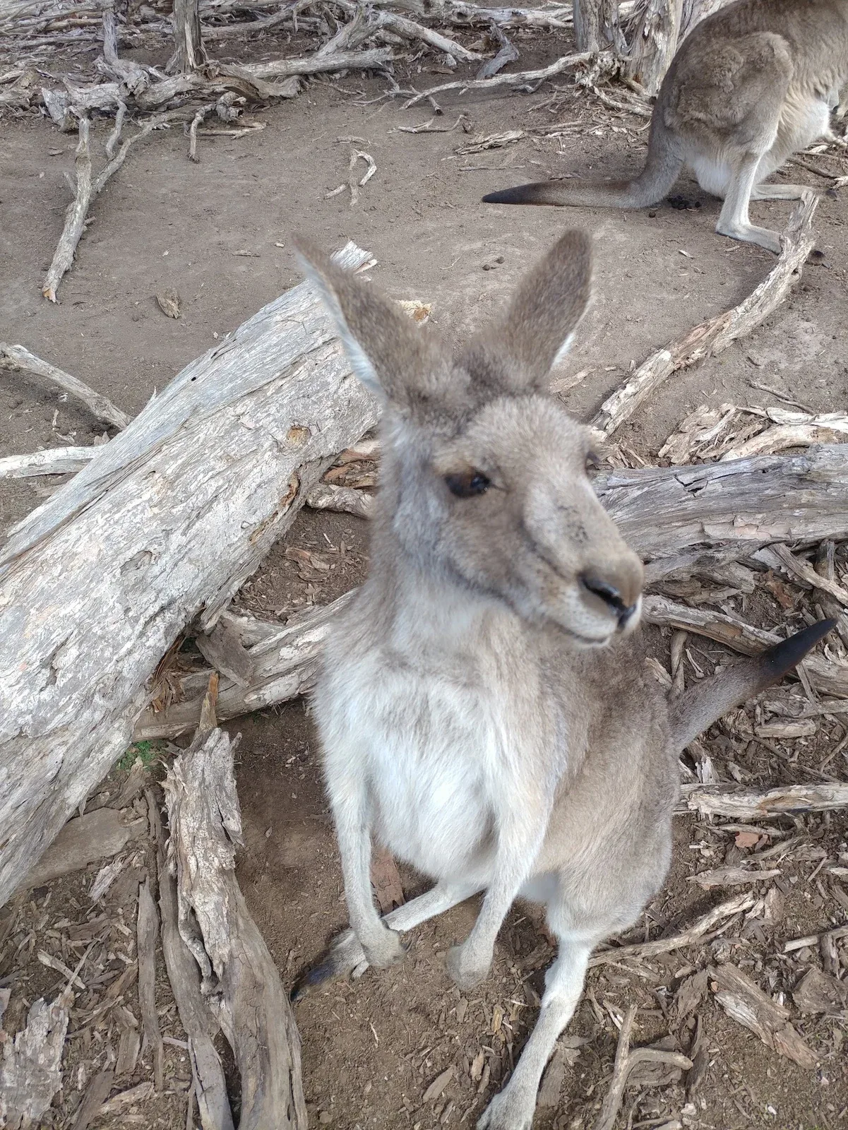 A kangaroo, Easter 2018