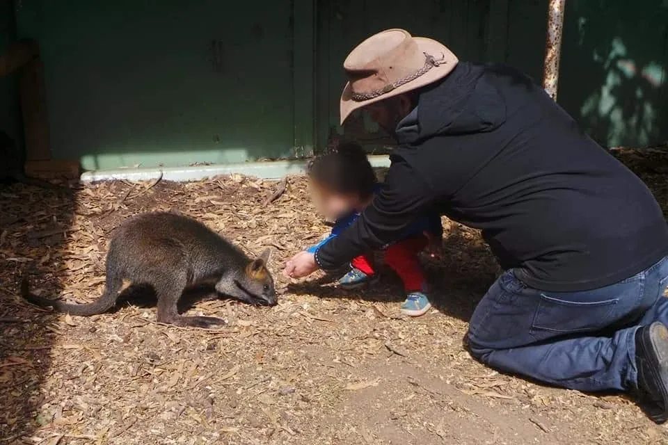 Feeding a wallaby